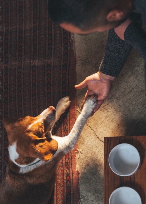 Hond-legt-poot-in-hand