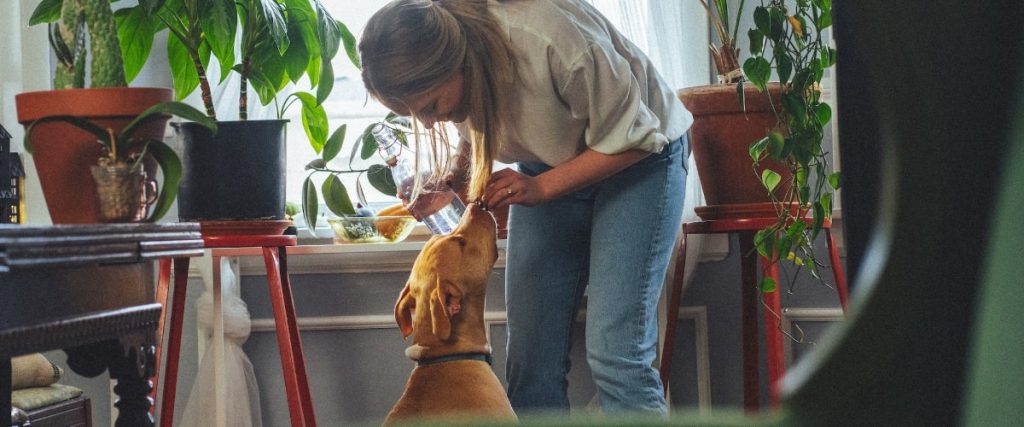 Blaffen afleren bij je hond in 6 stappen
