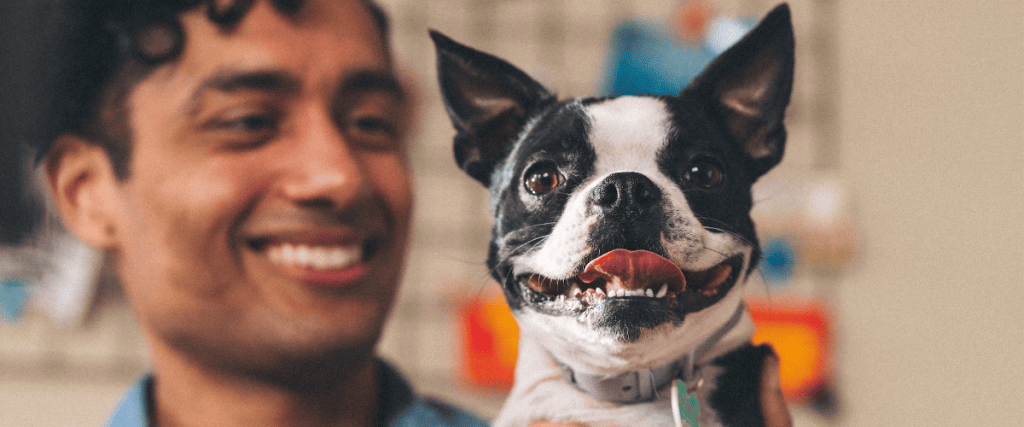 Franse bulldog kopen? Dit moet je weten!