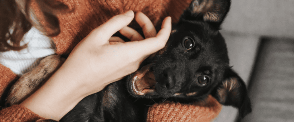 Puppy bijten afleren, hoe doe ik dat?