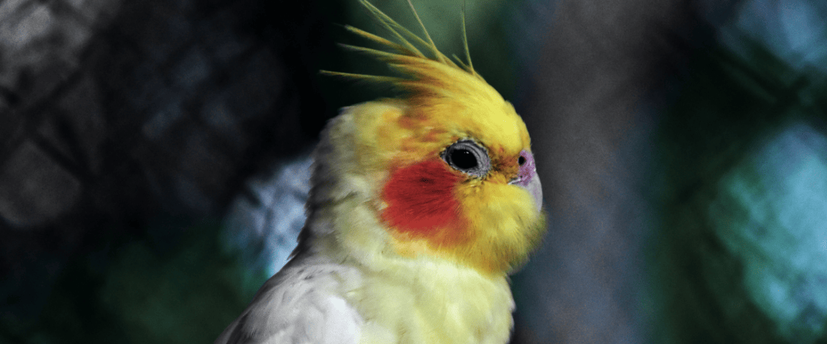 giftige planten voor vogels