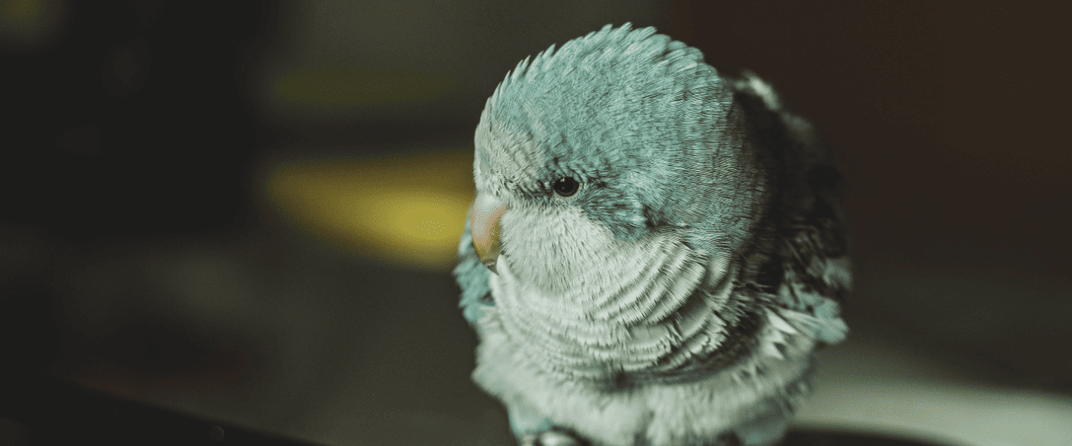 populaire vogelnamen