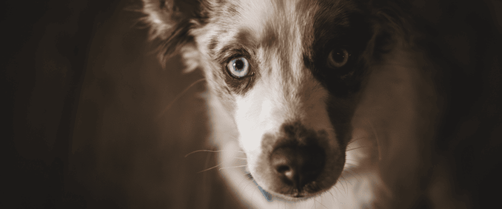 Eerste loopsheid hond, wat moet ik weten?