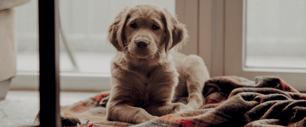 Puppy alleen laten? Wij geven 5 tips!