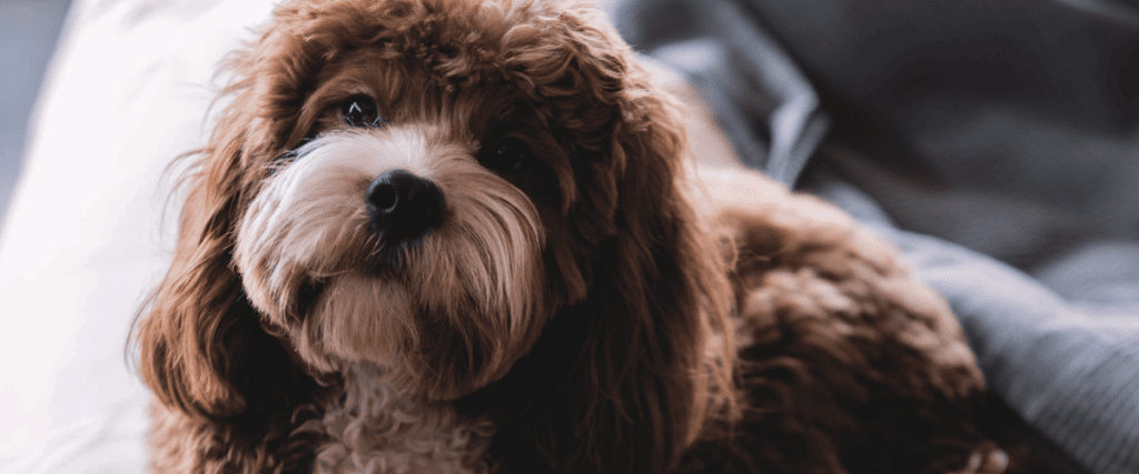 5 veelvoorkomende klachten bij honden