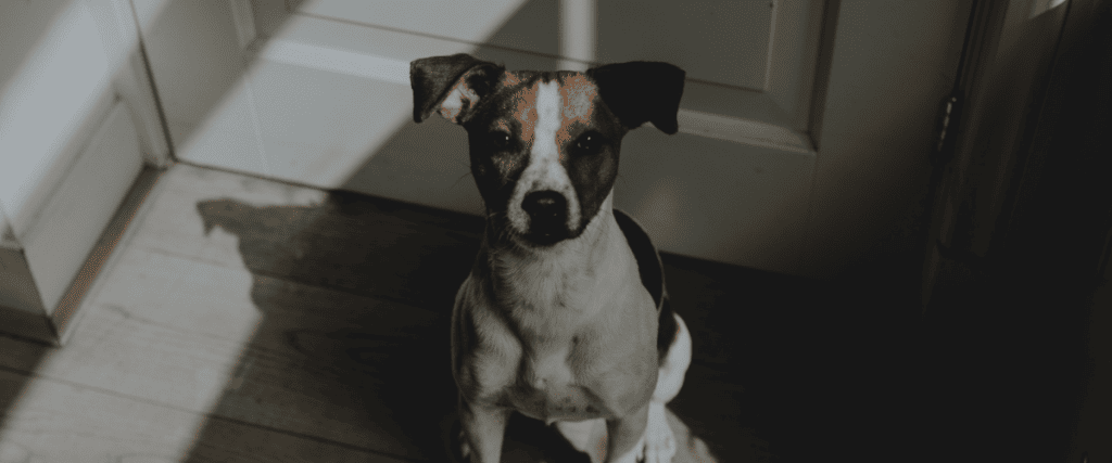 Hond eet poep, is dit gevaarlijk?