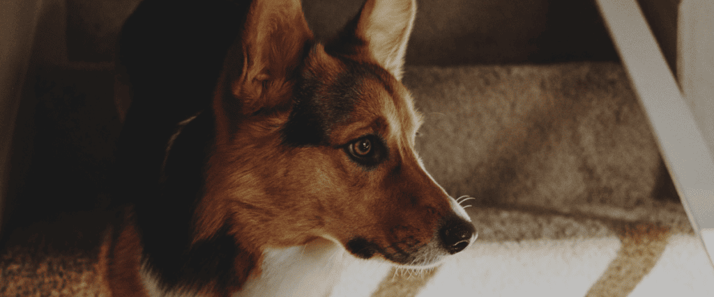 Hond eet gras: Oorzaken, Behandeling en Preventie