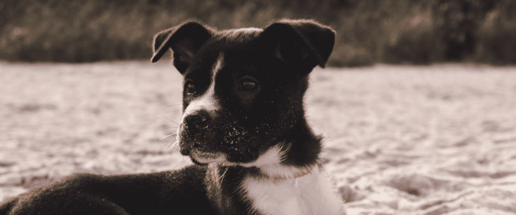 Puberteit hond: Symptomen, Aandoeningen & Vergoedingen