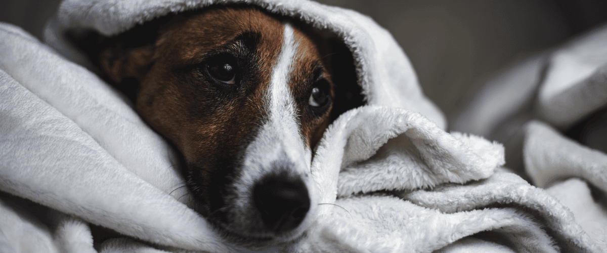 vuurwerkangst bij huisdieren