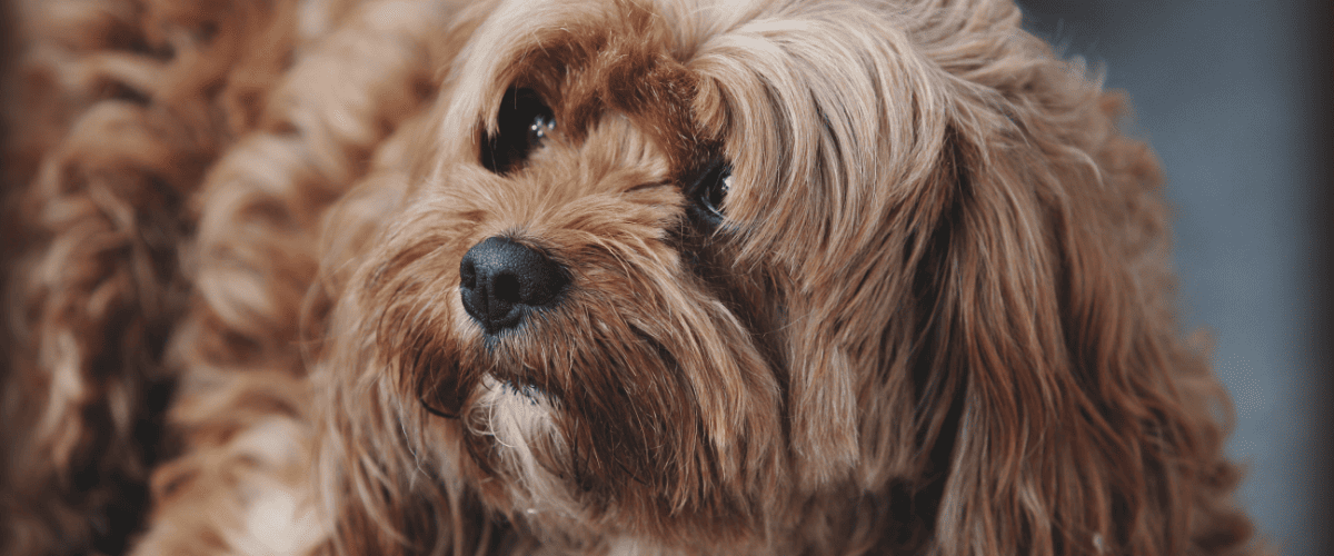 verlatingsangst hond