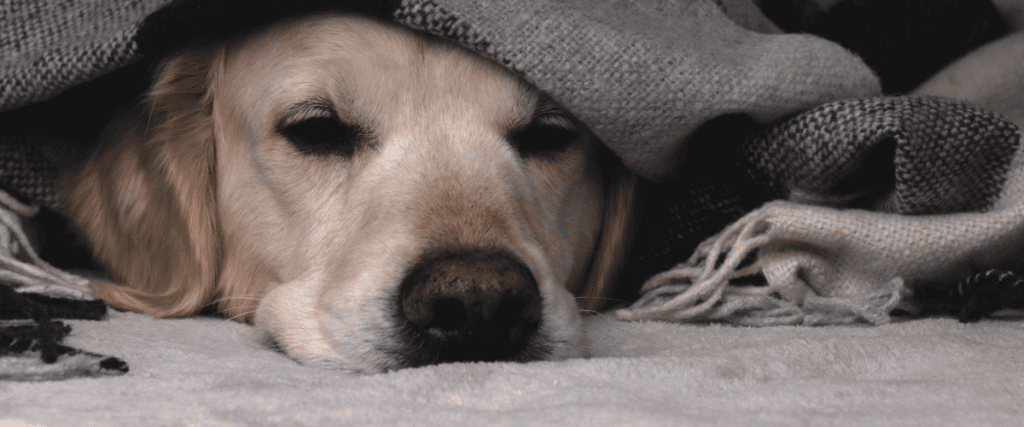 Kunnen honden het koud hebben?