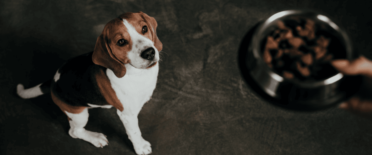 wat mogen honden niet eten