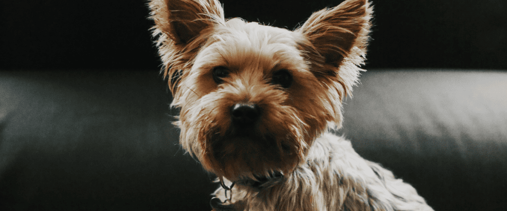 Hond benauwd, wat moet ik weten?
