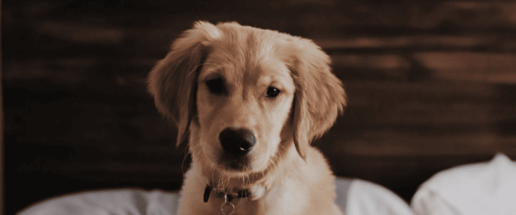 Welke hond past bij mij?