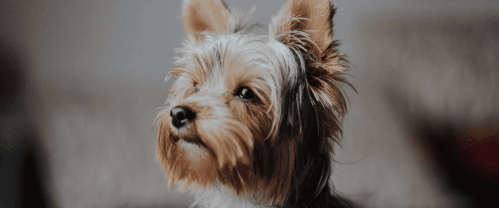 Huiselijke opvang hond, wat moet ik weten?