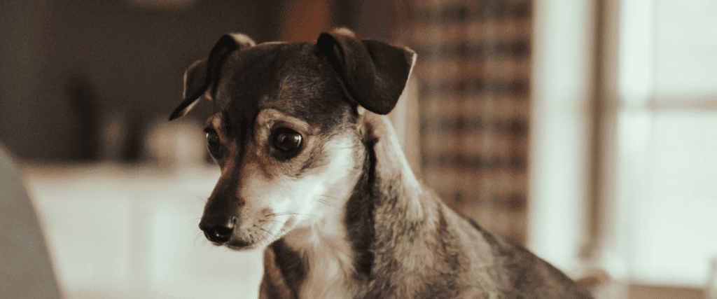 Baarmoederontsteking hond: Symptomen, Behandelingen & Vergoeding