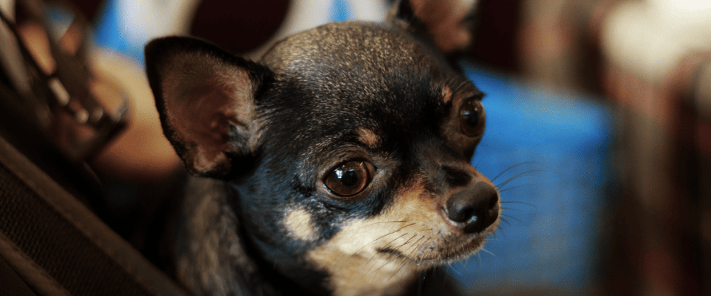 Chihuahua kopen? Dit moet je weten!