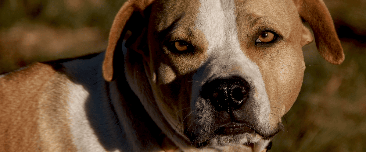 amerikaanse stafford kopen