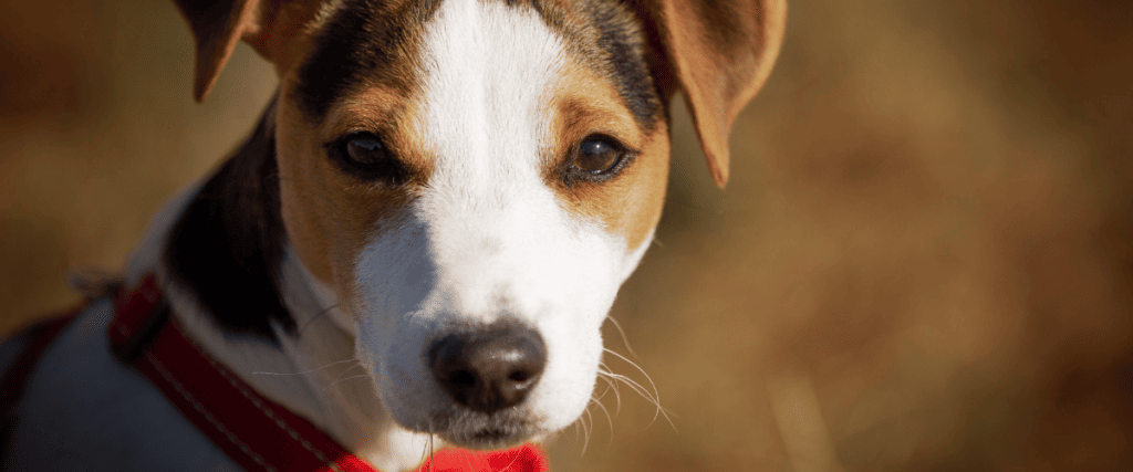 Jack russel terriër kopen? Dit moet je weten!