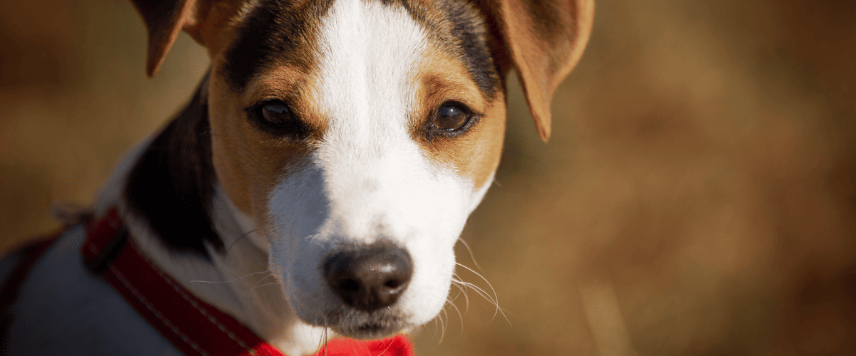 Jack russel terriër kopen