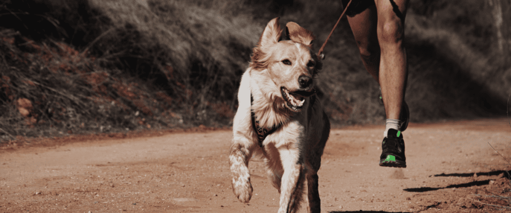 Hardlopen met de hond? Wij geven 7 tips!