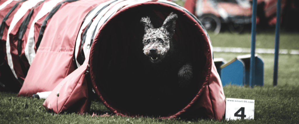 Agility training honden, wat is dat?