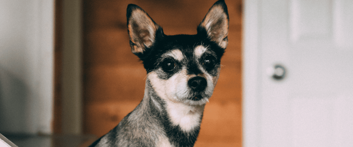 populaire hondennamen