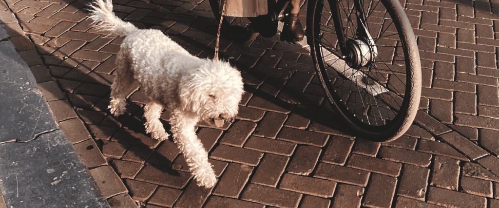 Fietsen met de hond? Wij geven 3 tips!