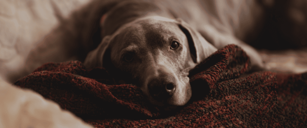 hond vergiftigd