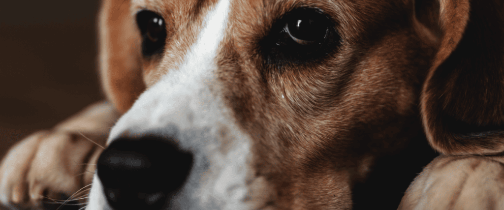 Atopische Dermatitis bij Honden: Symptomen, Behandelingen & Vergoeding