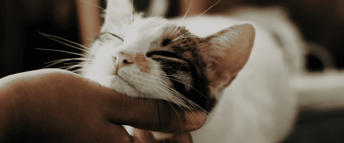 waarom spinnen katten