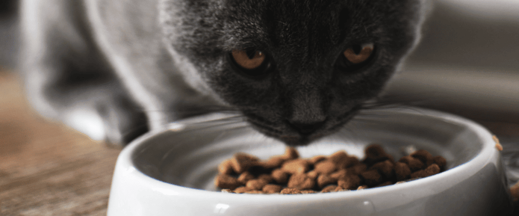 zelf kattenvoer maken