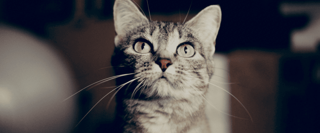 oormijt kat