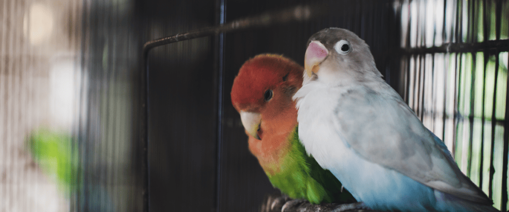 Hoe groot moet een vogelkooi zijn