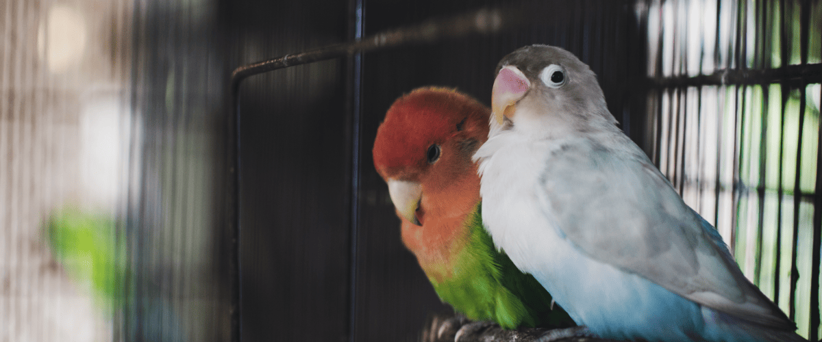 Hoe groot moet een vogelkooi zijn