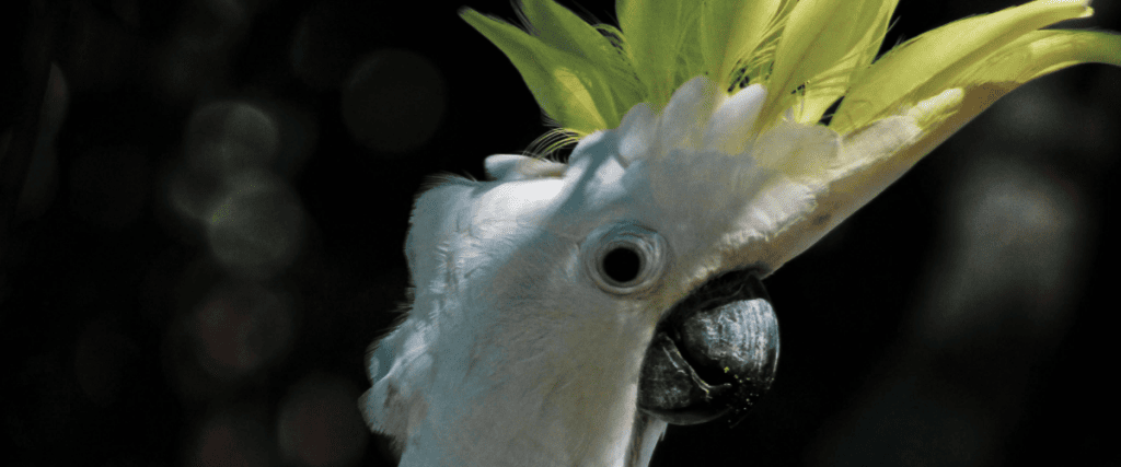 uv lamp voor vogels