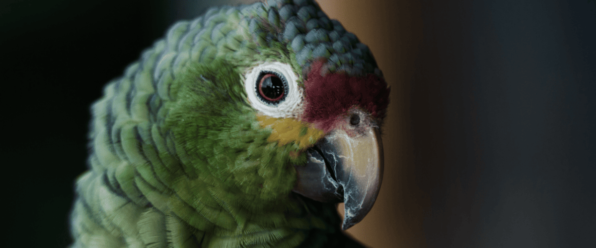 gourmetten met een vogel in huis