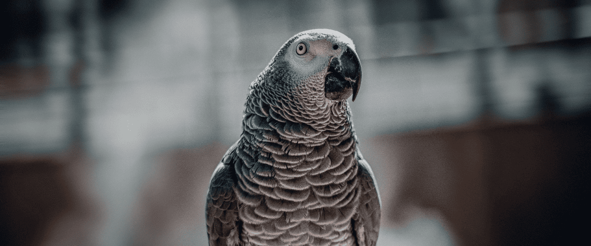 verenplukken bij papegaaien