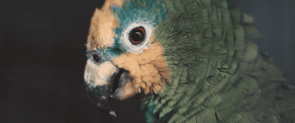 veilig huis voor je vogel