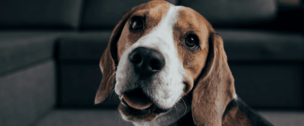 Fruit voor honden, welke mag ik niet geven?