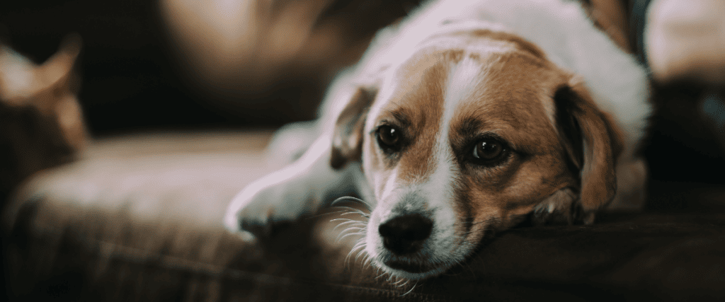 Anaalklieren hond, wat moet ik weten?