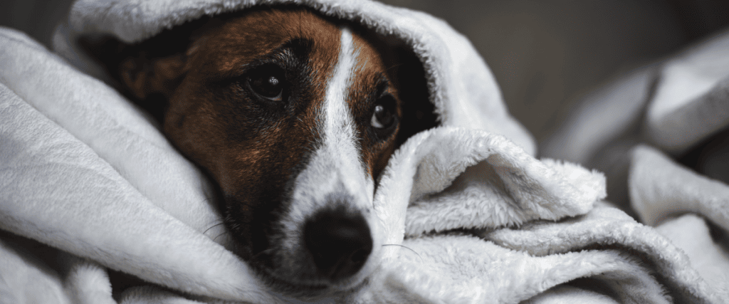Kale Plekken Hond: Oorzaken, Behandeling & Voorkomen