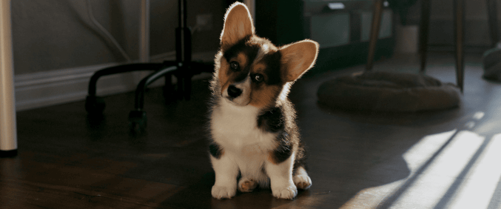Betrouwbare puppy fokkers