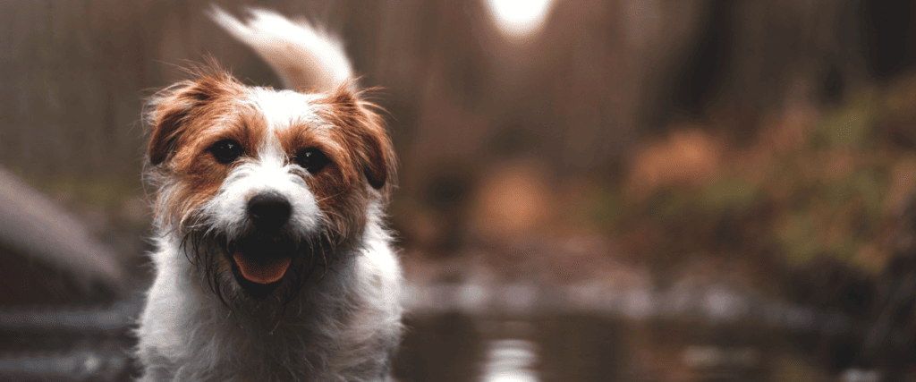 Blauwalgen hond, wat moet ik weten?