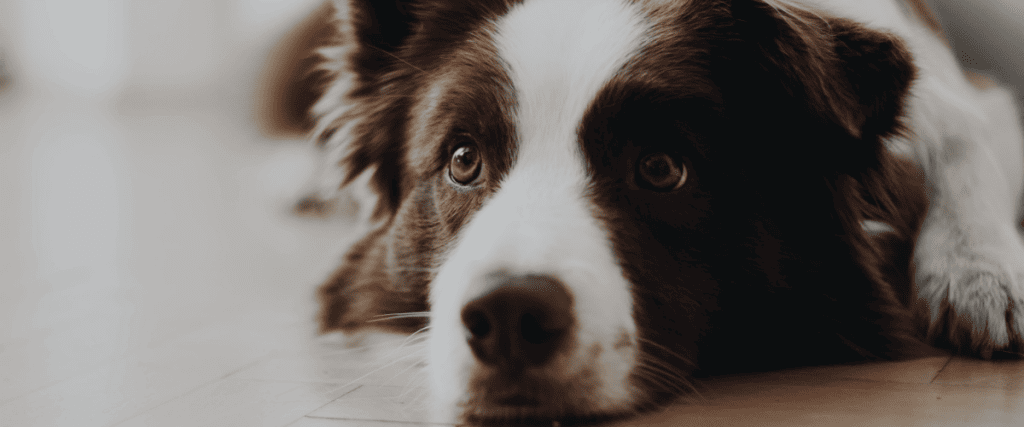 Border collie kopen? Dit moet je weten!
