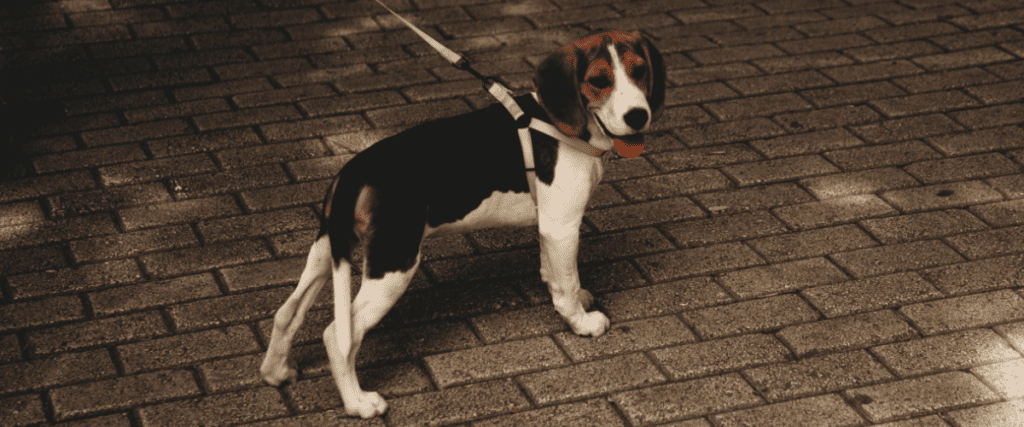 Hond aan de lijn leren lopen