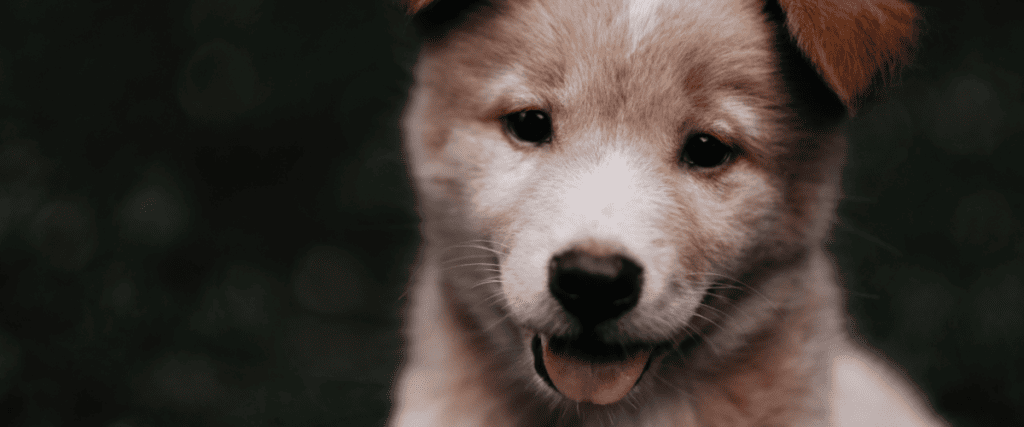 Hond afkoelen, wat moet ik weten?