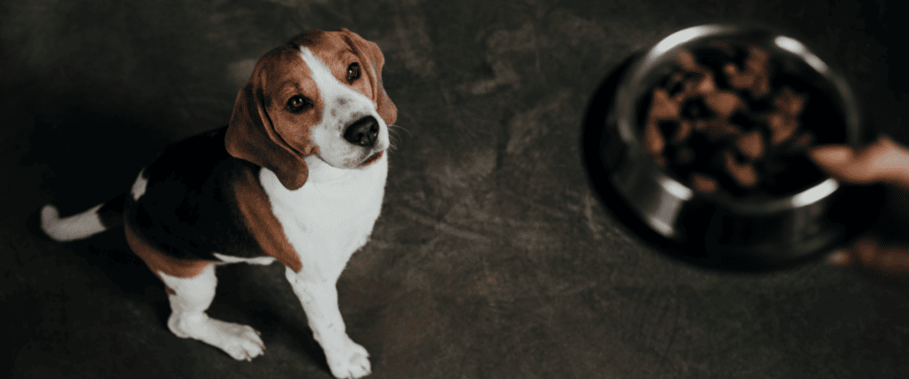 Hond eten geven, wat moet ik weten?