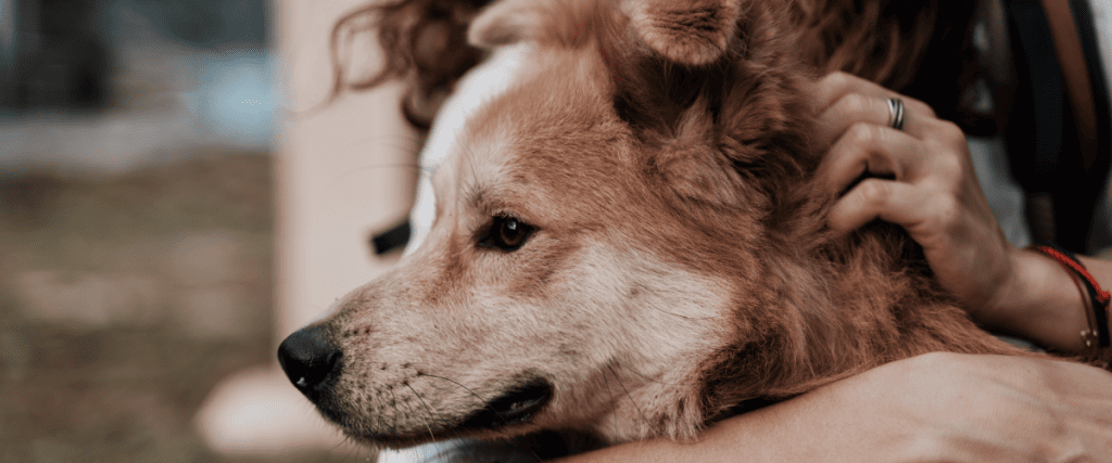 Hond komt tegen je aan liggen
