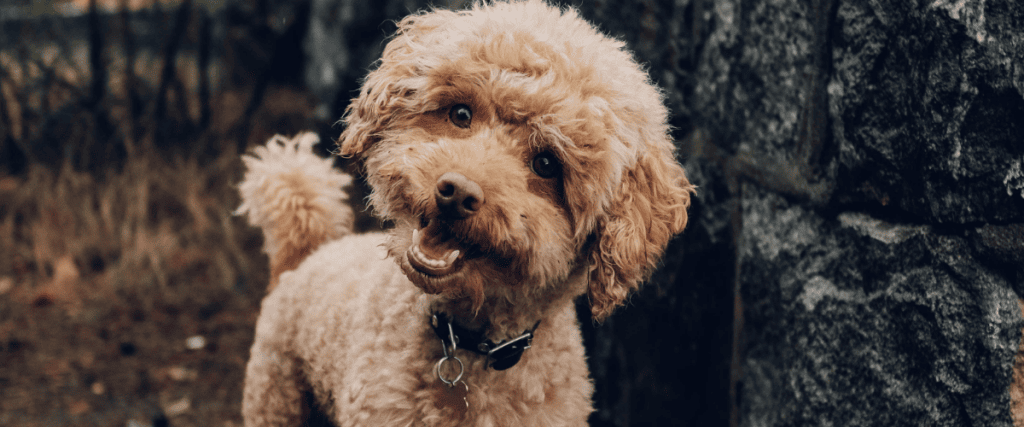Labradoodle kopen? Dit moet je weten!